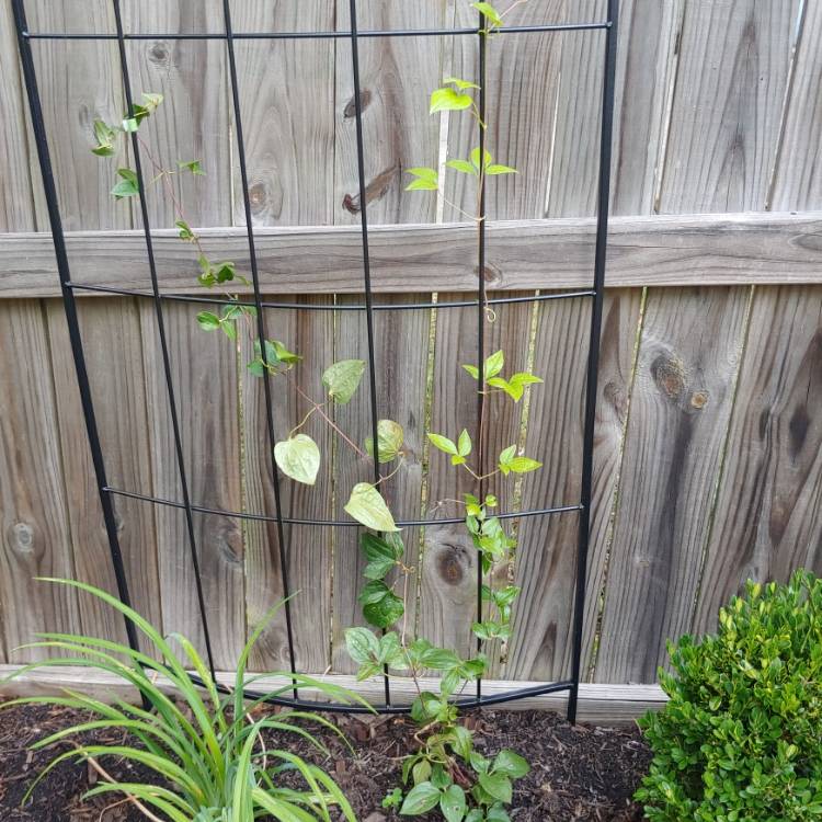 plant image 1378796