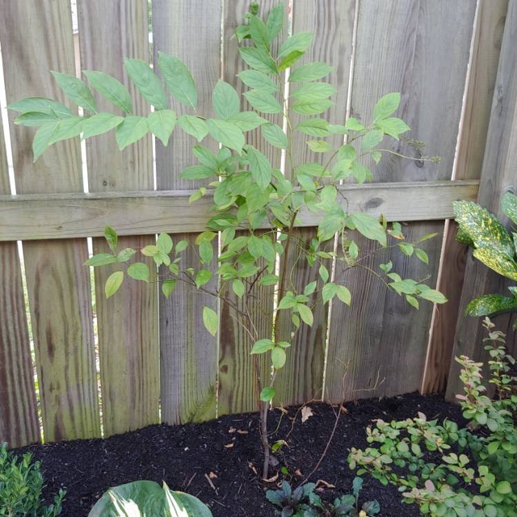 plant image 1378812