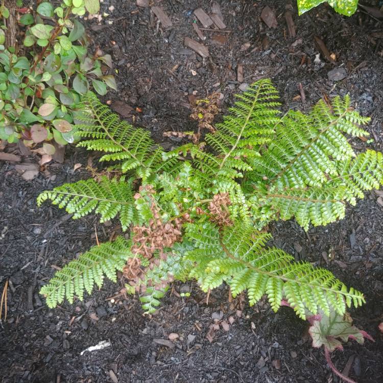Plant image Polystichum Polyblepharum