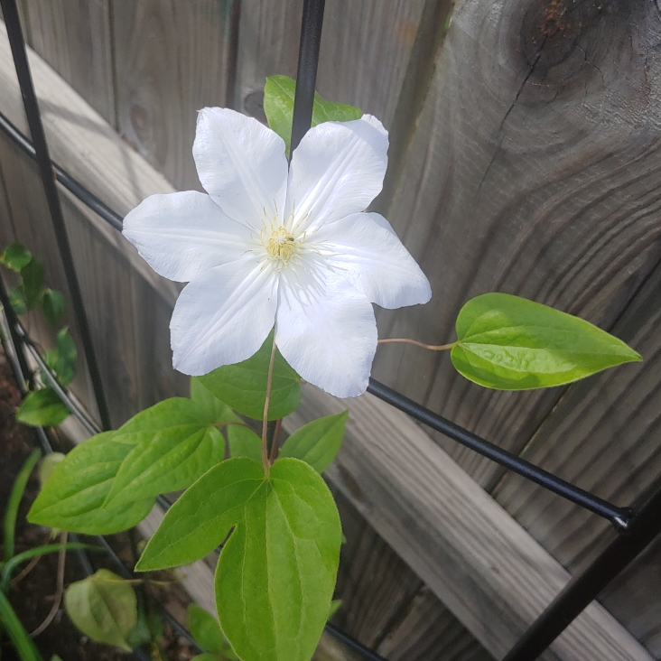plant image 1380923