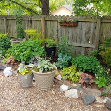 Jennifer's garden