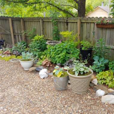 Jennifer's garden