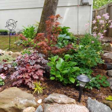 Jennifer's garden