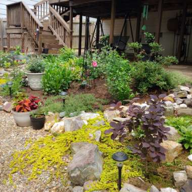 Jennifer's garden