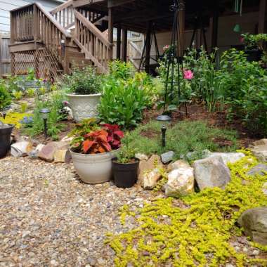 Jennifer's garden