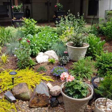 Jennifer's garden
