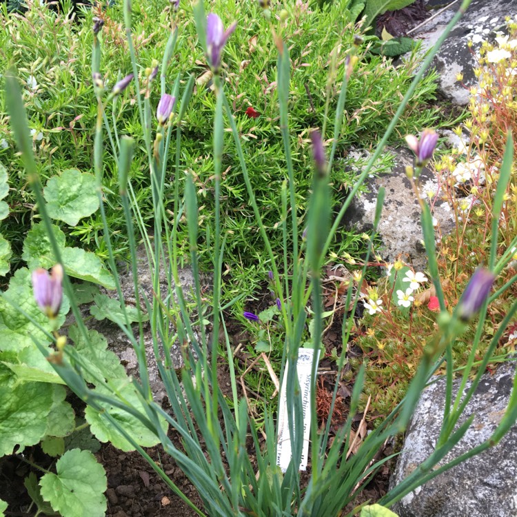 plant image 749551