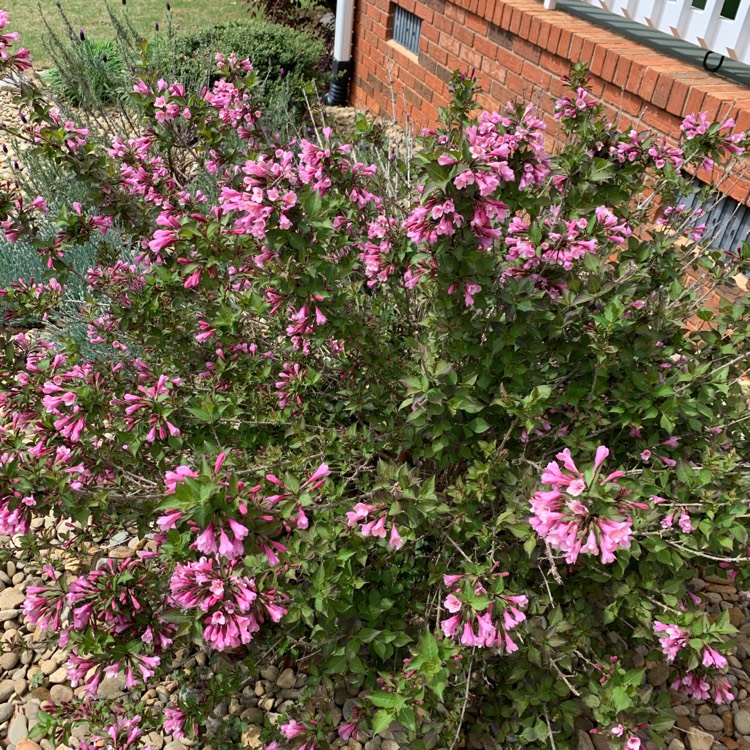 Plant image Weigela florida 'Kolmagira' syn. Weigela florida 'Magical Rainbow', Weigela florida 'Rainbow Sensation'