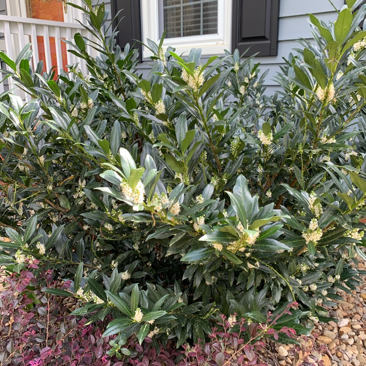 Plant image Prunus Laurocerasus 'Otto Luyken'