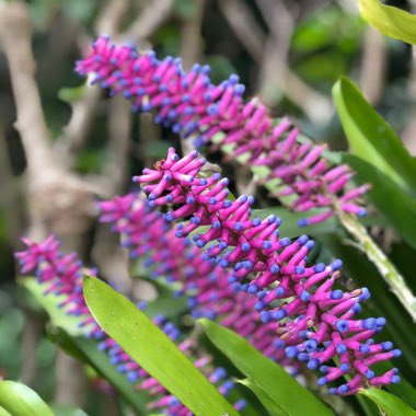 Aechmea gamosepala