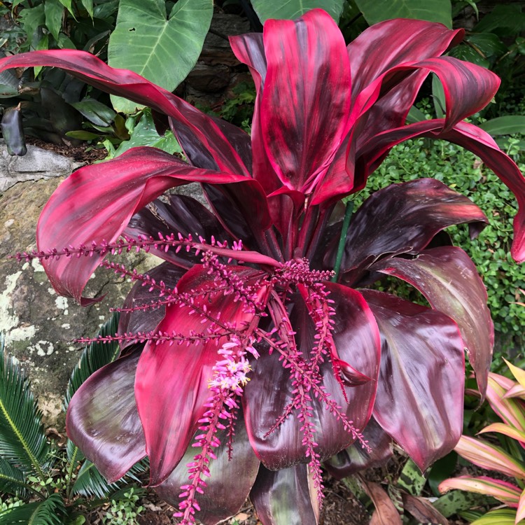 Plant image Cordyline Rubra
