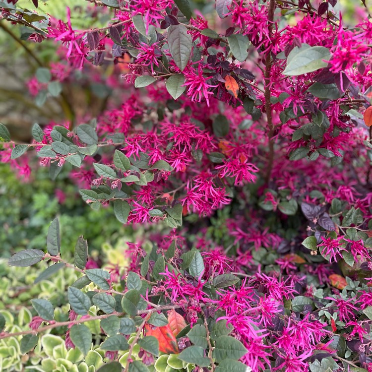 Plant image Loropetalum chinense 'Plum Gorgeous'