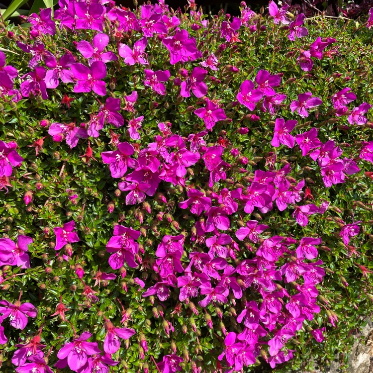 plant image 1537610