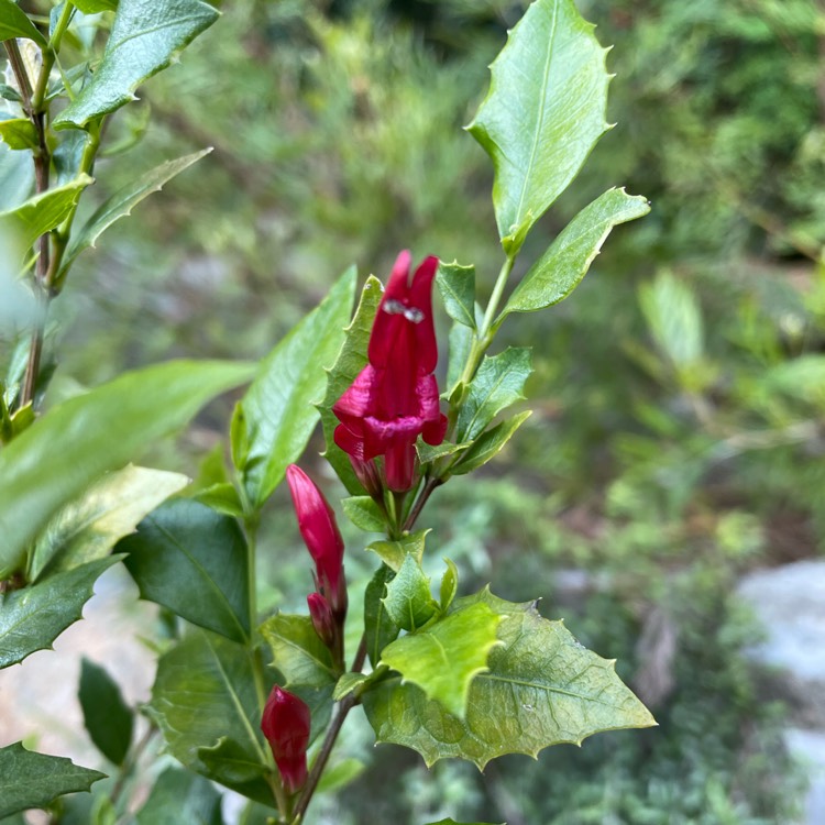 plant image 1541766