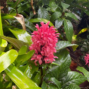 Brazilian plume flower