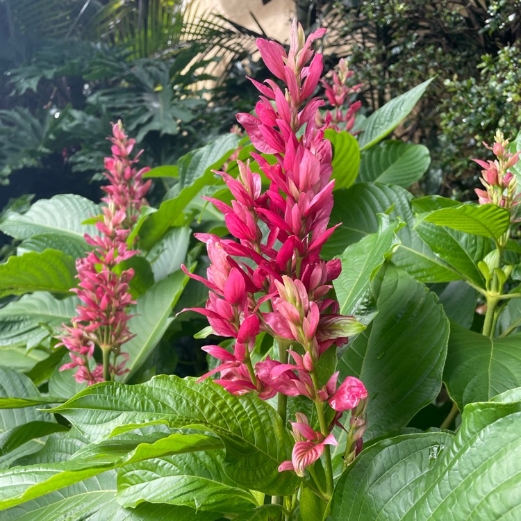 plant image 1574263