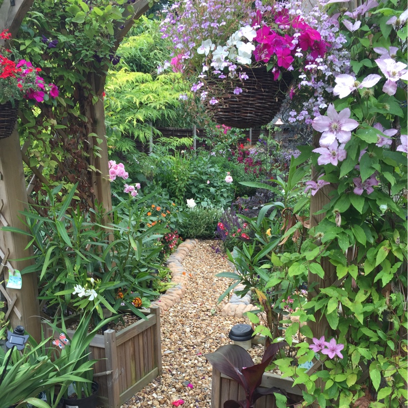 Peter's garden