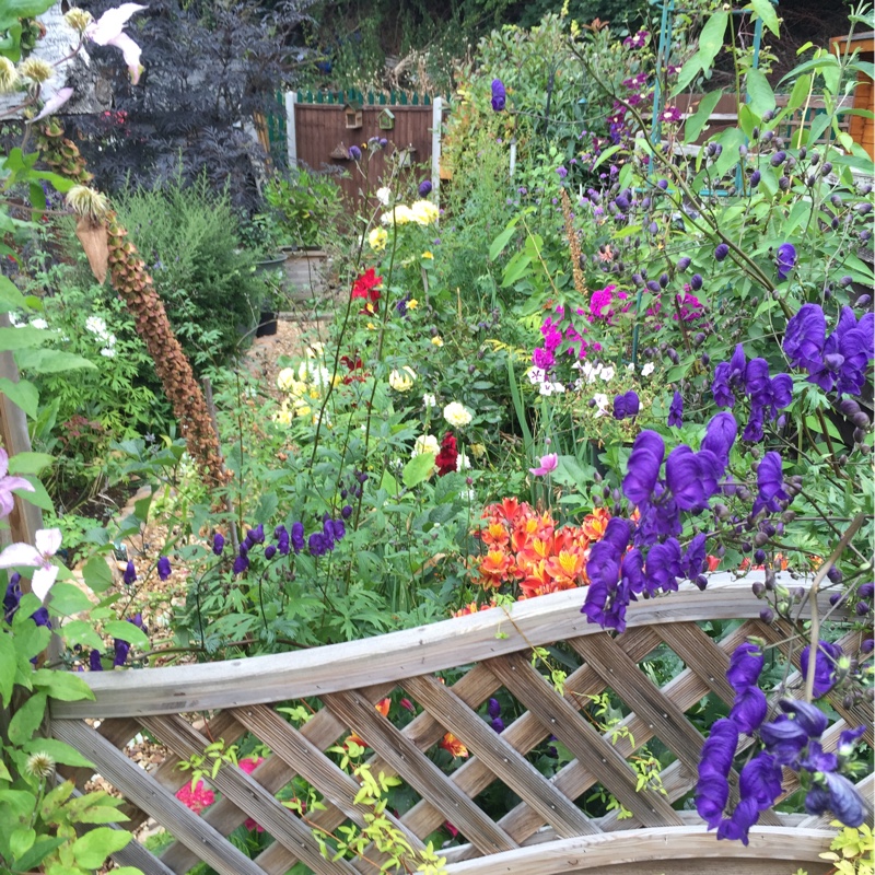 Peter's garden