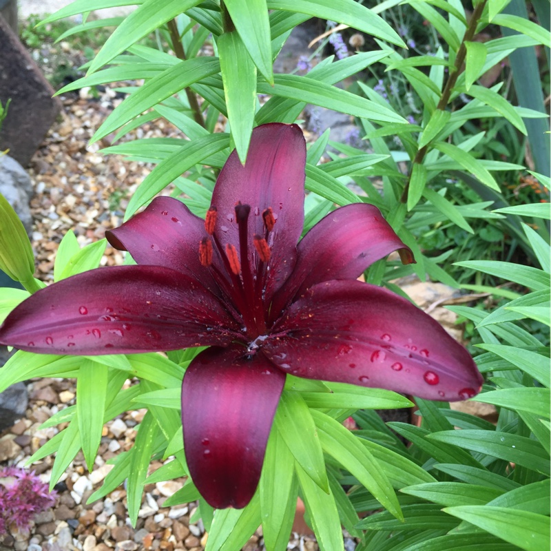 Peter's garden