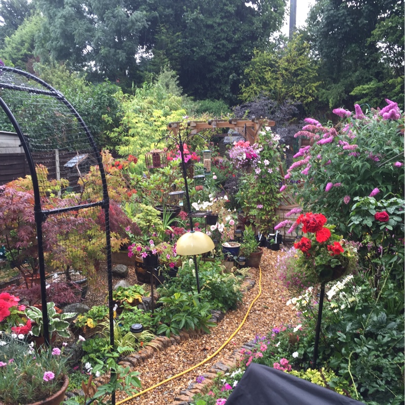 Peter's garden