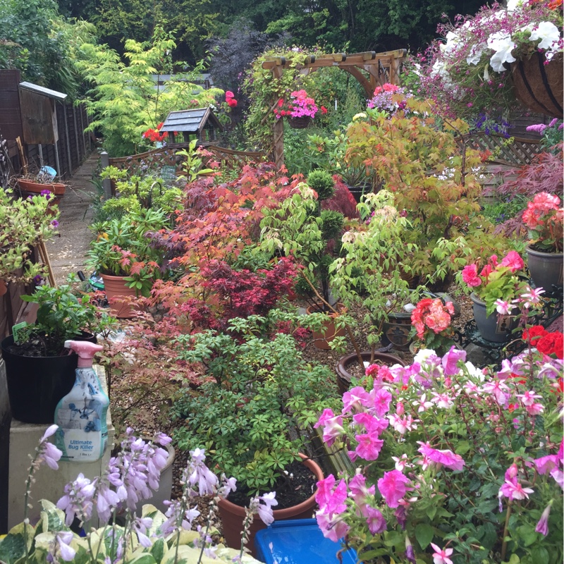 Peter's garden