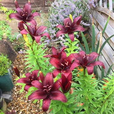 Peter's garden