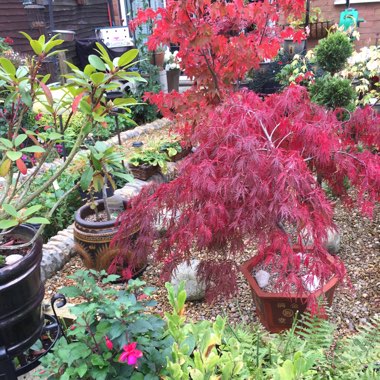 Peter's garden