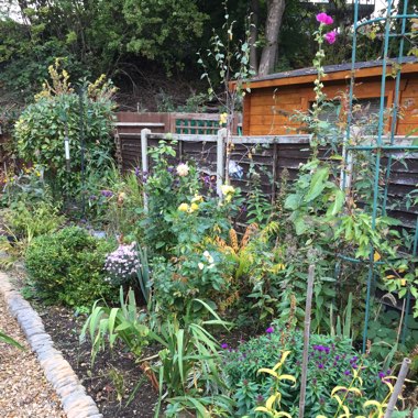 Peter's garden