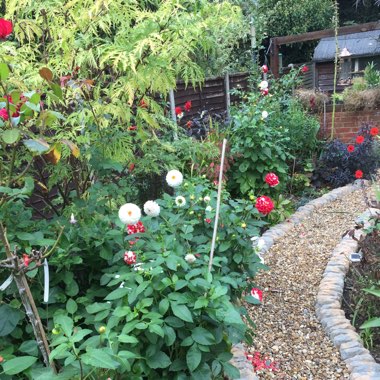 Peter's garden