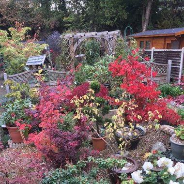 Peter's garden