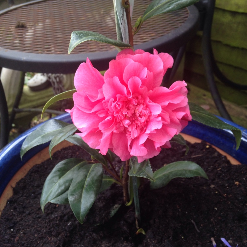 Plant image Camellia japonica 'Pink'