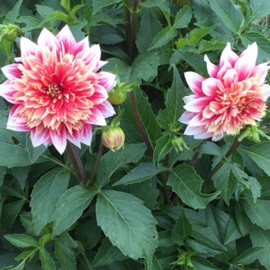 Dahlia 'Garden Show'