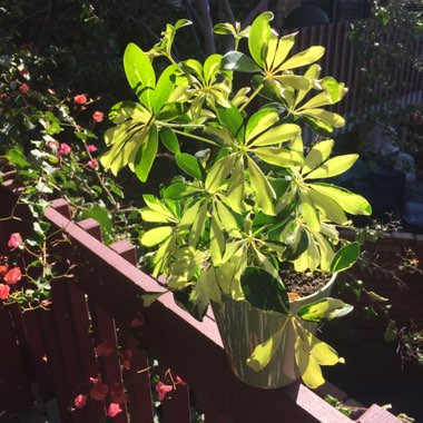Schefflera aboricola (variegata)