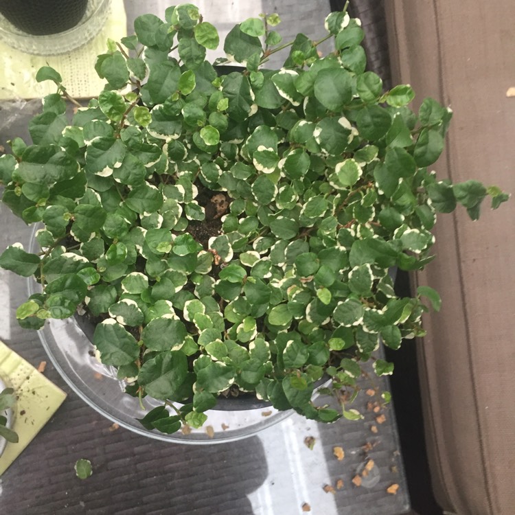 plant image 897242 plant image 897242