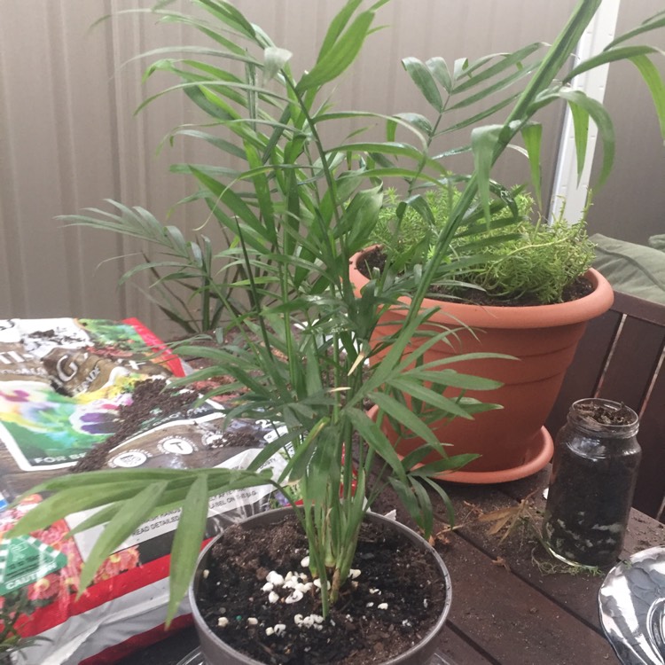 plant image 899008