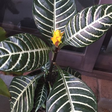 Aphelandra Squarrosa