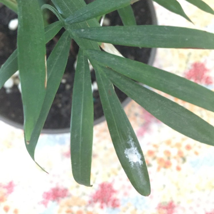 plant image 949979