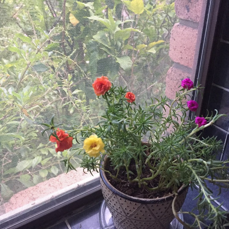 plant image 966892