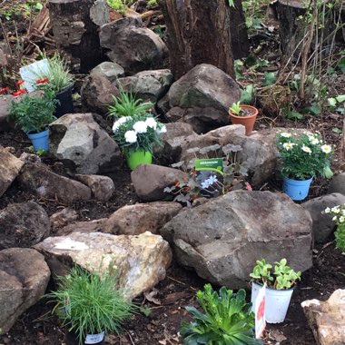 Gareth's garden
