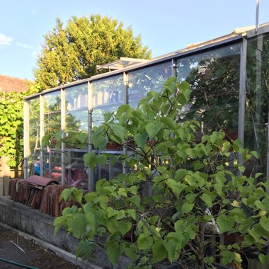 Gareth's garden