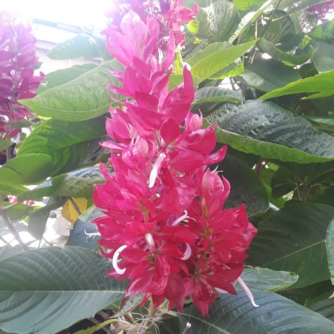 Plant image Megaskepasma erythrochalamys