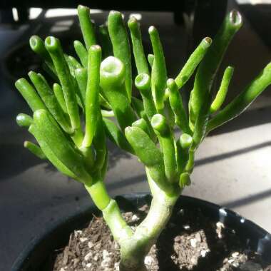 Crassula ovata 'Gollum'