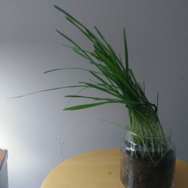 Plant image Avena Sativa