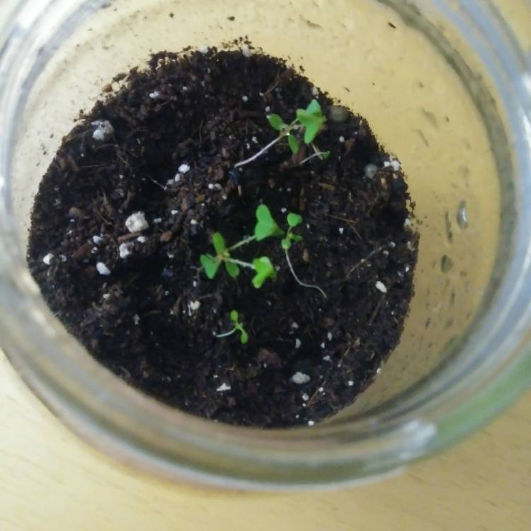 plant image 945401