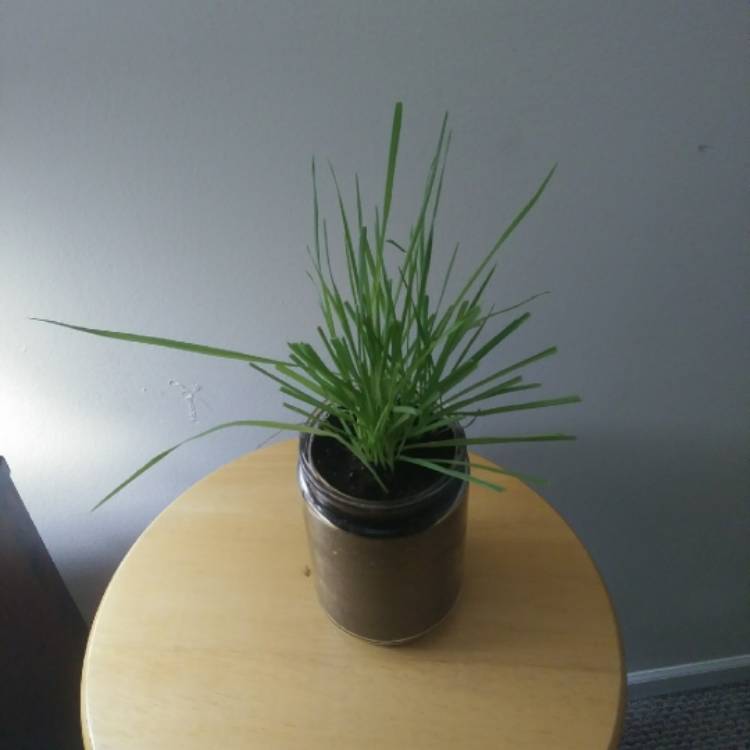 Plant image Avena Sativa