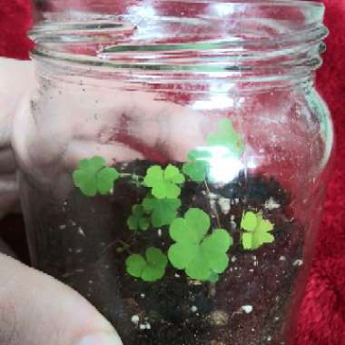 Trifolium dubium