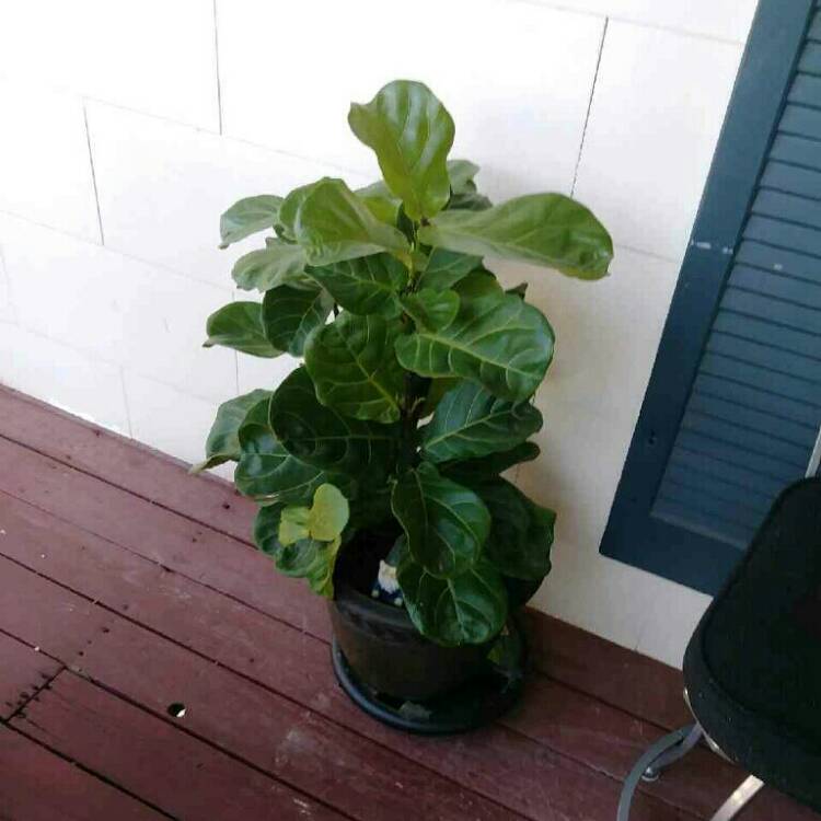 plant image 1188021