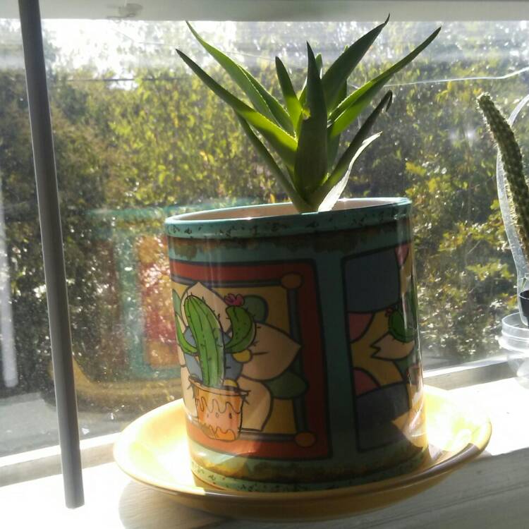 plant image 1188027