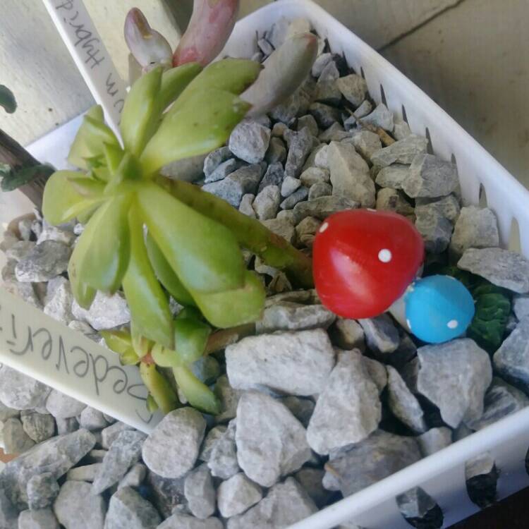 Plant image xSedeveria Letizia
