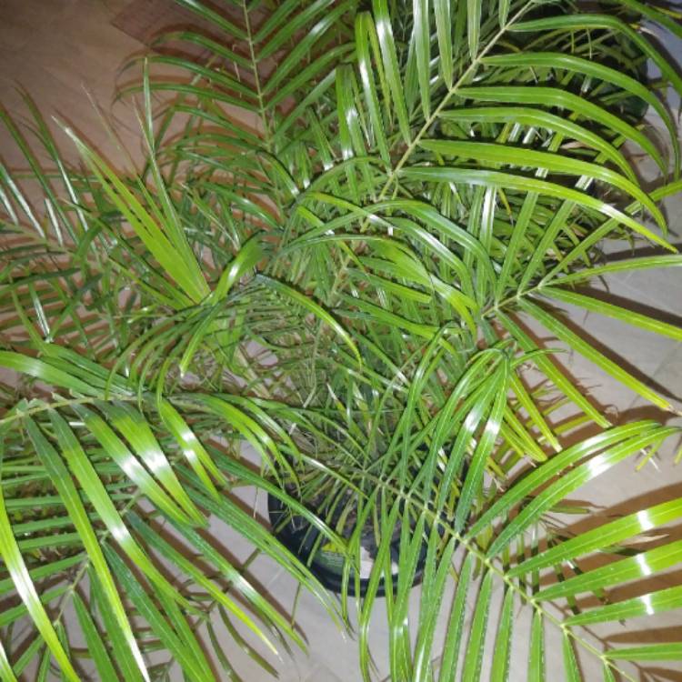 Plant image Phoenix Roebelenii